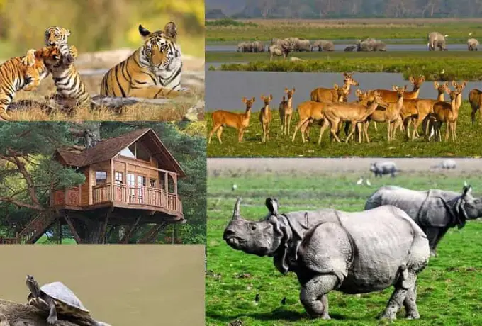Kaziranga-national-park