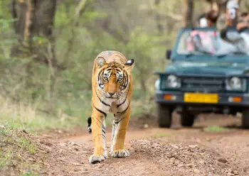 Bandhavgarh national